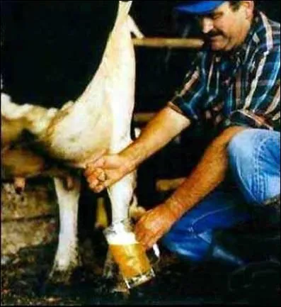 Un finlandais boit 80 litres de bire par an :