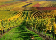 Quiz De la vigne au vin en littérature (1)