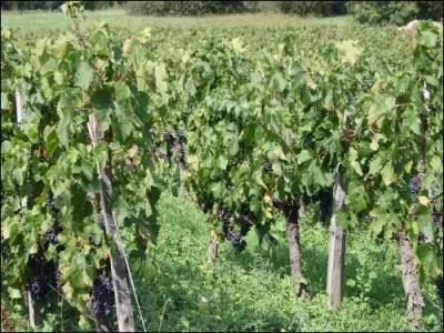 Quel crivain franais, n dans le Quercy, auteur galement de  La Rivire Esprance , a publi  Les Vignes de Sainte-Colombe  en 1996 ?