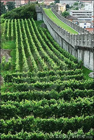 Quel homme politique et historien franais, ancien prsident de l'ORTF, a crit le roman intitul  La Vigne sous le rempart  ?