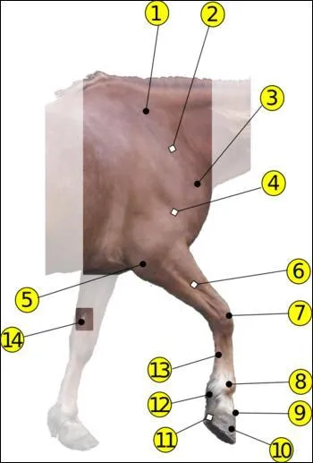 Quelle est la partie numro 8 ?