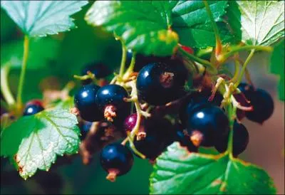 Comment s'appelle un cocktail  base de Suze et cassis ?