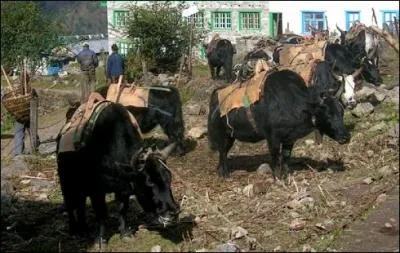Quel est l'hybride du zbu et du yak ?