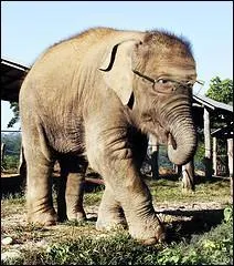 Une mmoire d'lphant ! Si je n'ai plus d'ides, c'est peut-tre parce qu'on me les a enleves ! On peut effacer la mmoire :