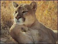 Si vous rflchissez pendant 2 heures  un problme, faire une pause de 15 minutes et reprendre votre rflexion sera plus efficace qu'une rflexion sans pause :