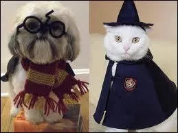 Nom d'un chat, regardez comme la crativit peut tre drle ! C'est un film de Jon Amiel, sorti dans les salles obscures en 2010 :