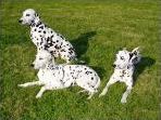 Quiz Races de chiens