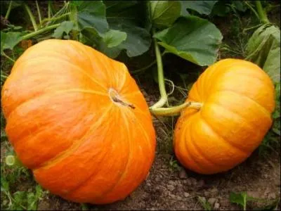 Quel est le nom de cette cucurbitace, qu'un conte n'a pas hsit  transformer en carrosse pour les besoins d'une princesse ?