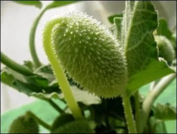 Quel est ce membre de la famille, dont on associe le nom  celui d'un animal ?