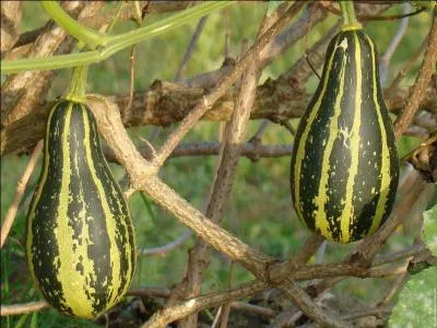 Comment s'appelle celle-ci, trs jolie sche ?