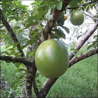 Quel est le nom de cette cucurbitace, qui sert de rcipient dans pas mal de pays ?