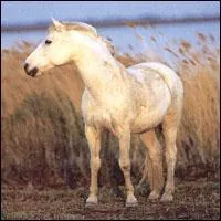 Quel est le nom de ce cheval