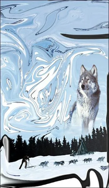 Quel est le nom de ce chien-loup?