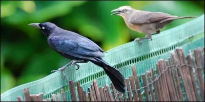 La femelle du merle c'est la merlette.