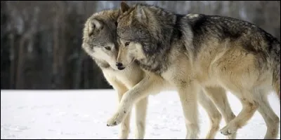 La louvette est la femelle du loup.