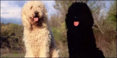 La femelle du barbet c'est la barbette.