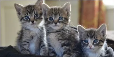 Le féminin de "minet" c'est "minette".