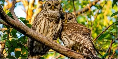 Le chou est le mâle de la chouette.