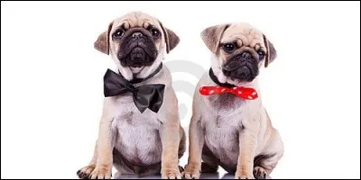 Le femelle du roquet c'est la roquette.