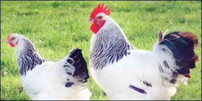 La poulette est le femelle du poulet.