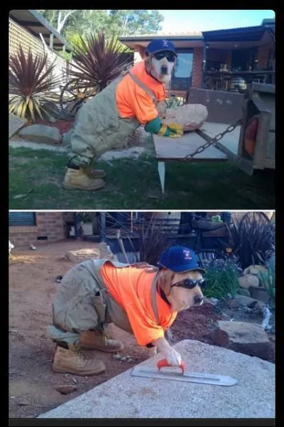 Ce chien fait de la maonnerie, c'est donc un ___________.