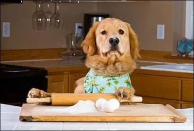 Que peut nous prparer ce chien ?