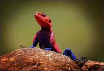 Dcidment, quand on parle de Batman, il faut toujours qu'un autre hros se montre ! Les araignes sont-elles des insectes ?