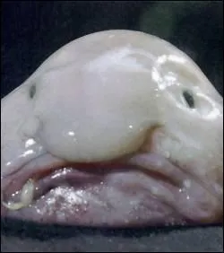 Sur l'image, vous pouvez reconnatre :