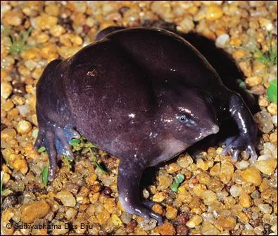 Comment se nomme cette grenouille ?