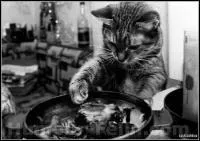 Un vrai cordon bleu ! Sur une bote de poisson pour votre chat,  avec thon  et  bote de thon  veulent dire la mme chose :