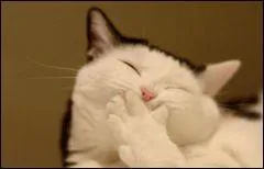 Je connaissais la vache qui rit mais pas le chat ! Pour communiquer avec nous, les chats prfrent utiliser les sons qu'ils utilisent avec leurs chatons :