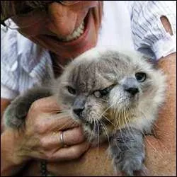 Une nouvelle espce ou une blague audacieuse ! Les chats  deux ttes existent-ils vraiment ?