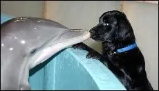 Ah, l'amour ! Le beluga est-il un dauphin ?