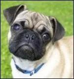 Quelle est cette race de chien ?