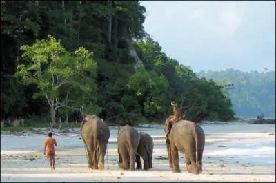 Combien d'animaux sont sur l'image ?