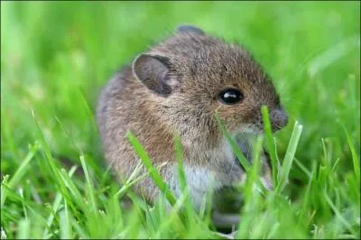 Animaux - Quel est le vrai nom du rat des champs ?