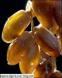 Vous ne goterez nulle part ailleurs des dattes aussi dlicieuses que dans cette ville :