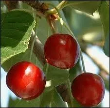 Et dans cette ville on organise la fte de la cerise :