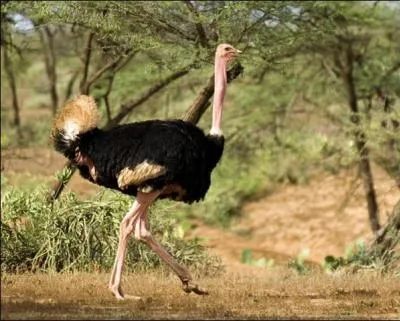 Le cerveau de l'autruche est plus petit que...