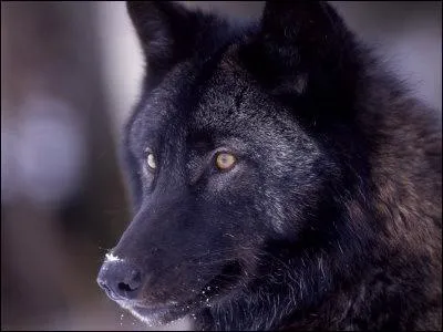 Qu'est-ce que les loups noirs ont de plus que les autres loups ?