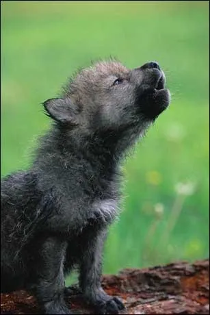 Si un louveteau se perd, que fait-il ?