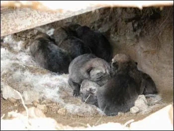 Quand les louveteaux sortent-ils de la tanire ?