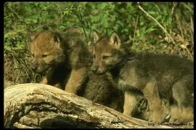 Quand peuvent-ils suivre la meute ?