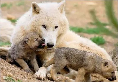 Les petits sont levs par...