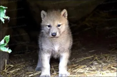 A quel ge environ les louveteaux ont leur taille d'adulte ?