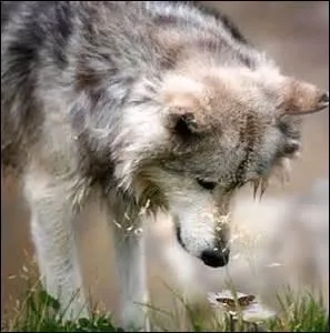 Vers quelle ge ont-ils leur maturit ?