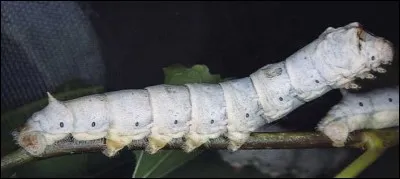 Suivez le fil de votre pensée, le dévidoir vous y aidera, et vous fera don de soie !