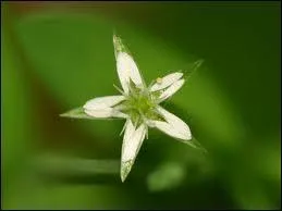 Je suis la jolie  alcine . La minette qui se frotte contre mes mollets ne chasse pas les oiseaux dont cette plante est le mouron. Quelle anagramme caractrise ce flin ?