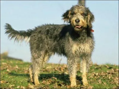 De quel genre de chien le  griffon nivernais  fait-il partie ?