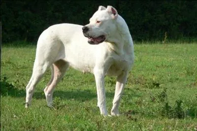 De quel genre de chien le  dogue argentin  fait-il partie ?